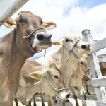 Ceará se torna estado livre de febre aftosa sem vacinação, diz Ministério da Agricultura e Pecuária
