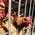 Após China, União Europeia e Argentina suspendem compra de frango do Brasil