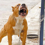 TUTORES PODERÃO SER RESPONSABILIZADOS POR ATAQUES DE CÃES PERIGOSOS