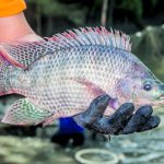 Após pressão do agro, governo suspende temporariamente lista que considerava tilápia espécie invasora